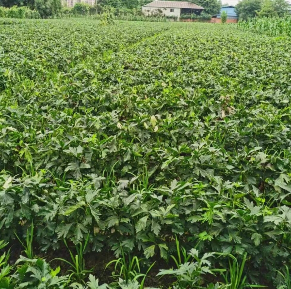 江油附子種植基地