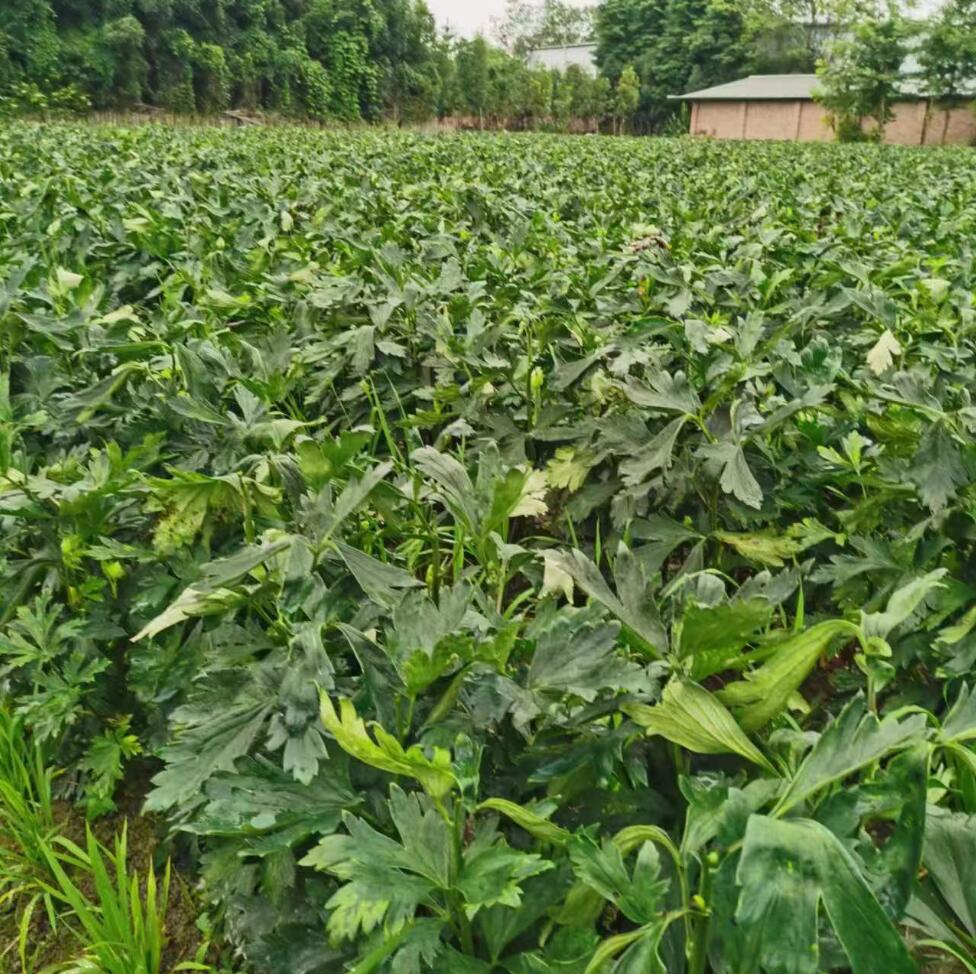 江油附子種植基地