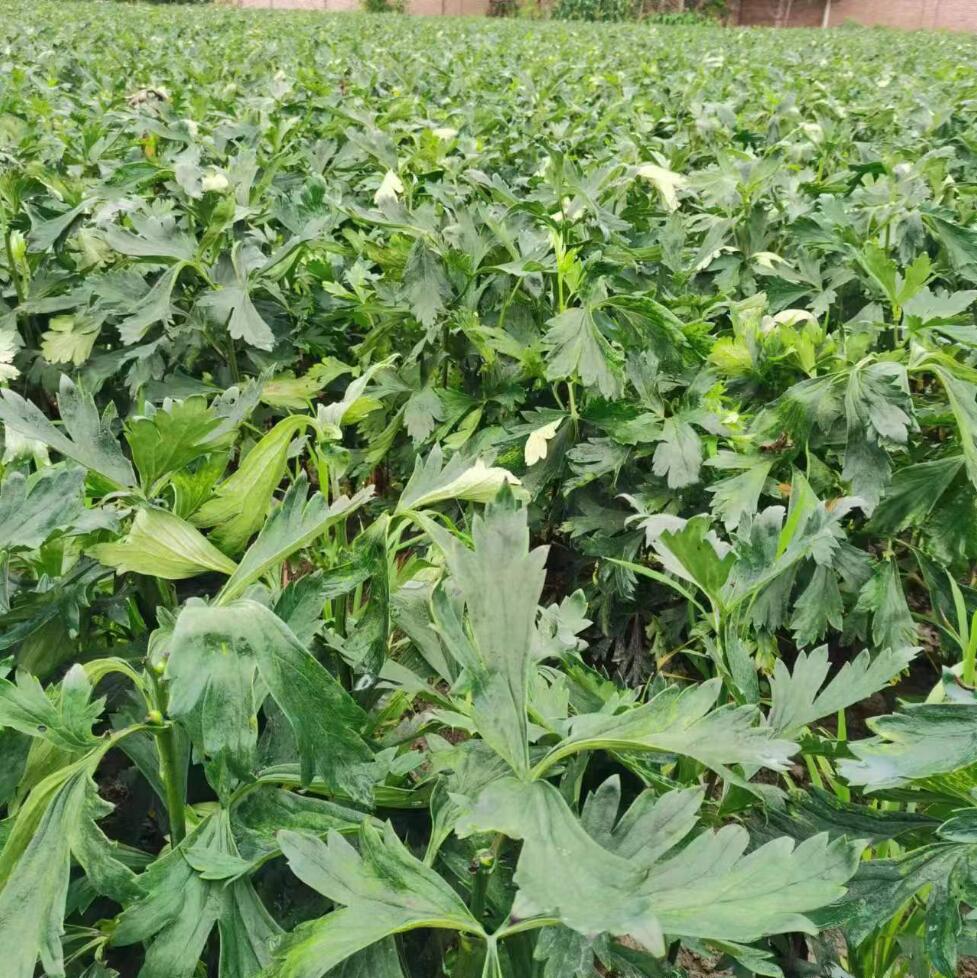 江油附子種植基地