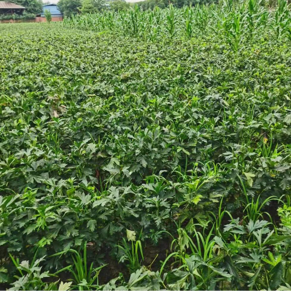 江油附子種植基地