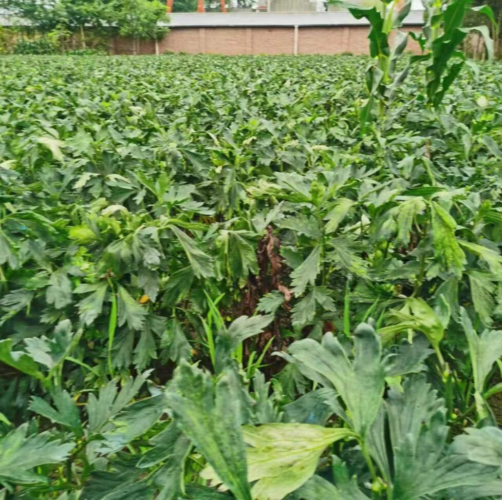 江油附子種植基地