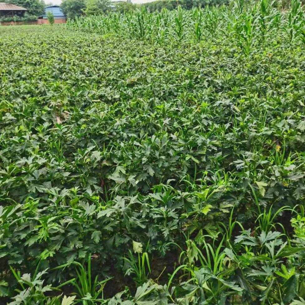 江油附子種植基地